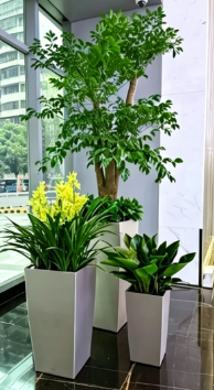 杭州湾花木租摆展示基础知识大全，快速掌握